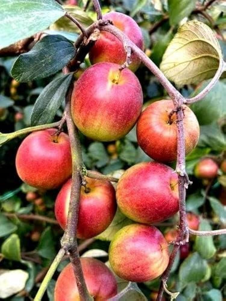 Fruit Seeds,Garden seeds, Seeds For Planting,Plant Seeds