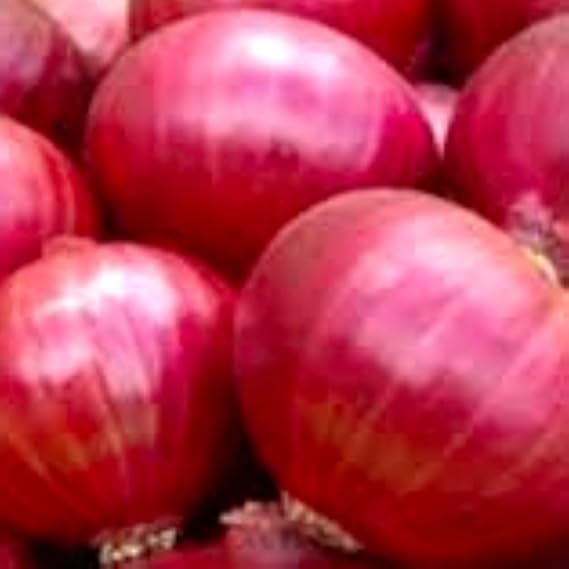 Onion Red Creole Seeds – Heirloom, Fast-Growing, High-Yielding Red Onion Variety