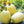 Vegetable Seeds,Garden seeds, Seeds For Planting,Plant Seeds