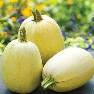 Vegetable Seeds,Garden seeds, Seeds For Planting,Plant Seeds
