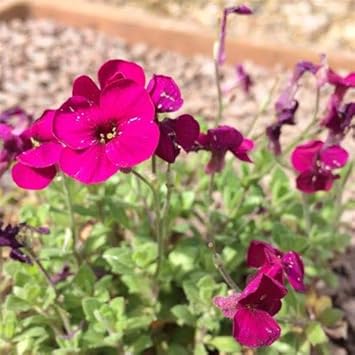 Flower Seeds, Seeds,Seeds For Planting,Plant Seeds