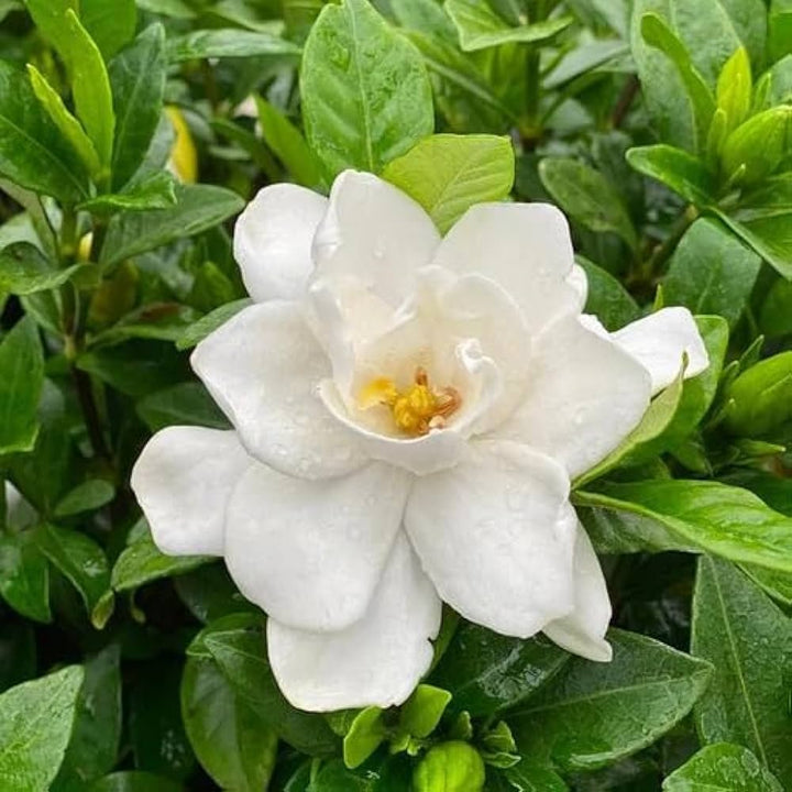 White Gardenia Flower Seeds for Planting – Heirloom, Non-GMO, High Germination Organic Garden Seeds
