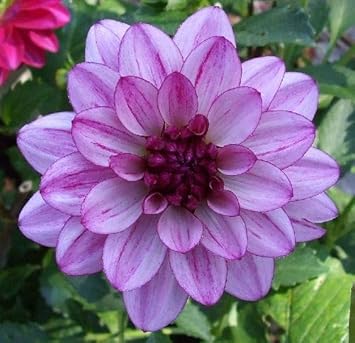 Flower Seeds, Seeds,Seeds For Planting,Plant Seeds