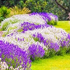 Flower Seeds, Seeds,Seeds For Planting,Plant Seeds
