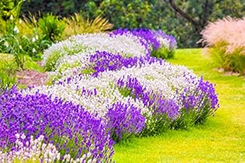 Flower Seeds, Seeds,Seeds For Planting,Plant Seeds