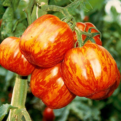 Vegetable Seeds,Garden seeds, Seeds For Planting,Plant Seeds