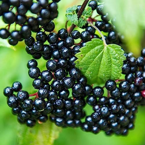 Elderberry fruit seeds for planting – Heirloom & Non-GMO garden seeds, nutritious berries for syrup and juice