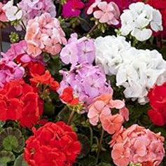 Flower Seeds, Seeds,Seeds For Planting,Plant Seeds