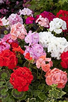 Flower Seeds, Seeds,Seeds For Planting,Plant Seeds