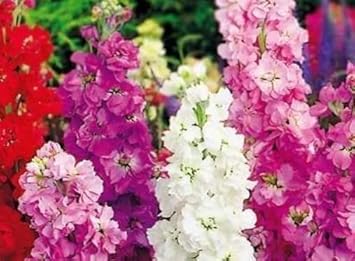Flower Seeds, Seeds,Seeds For Planting,Plant Seeds