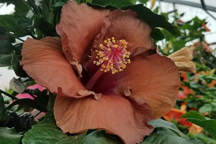Brown Hibiscus Flower Seeds – Heirloom, Non-GMO, High Germination Organic Garden Seeds for Planting