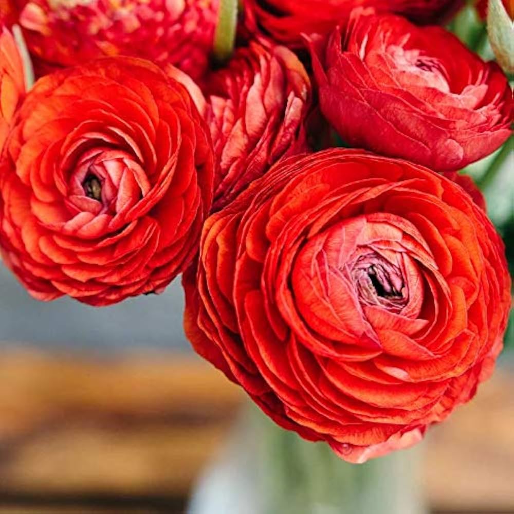 Red Ranunculus Flower Seeds for Planting – Heirloom, Non-GMO, High Germination Organic Garden Seeds
