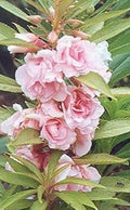 Pink Balsam Camellia Seeds – Heirloom, Non-GMO, Fragrant Blossoms