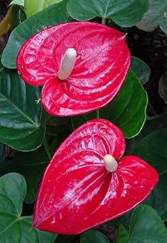 Flower Seeds, Seeds,Seeds For Planting,Plant Seeds