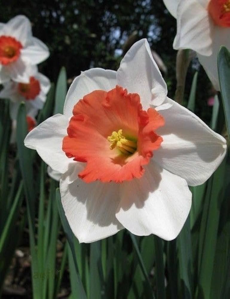 Orange White Daffodil Flower Seeds for Planting – Seasonal Bloomer, Heirloom & Non-GMO Seeds for Home Garden
