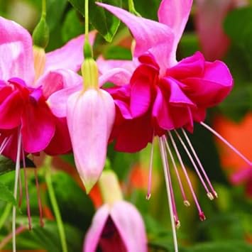 Flower Seeds, Seeds,Seeds For Planting,Plant Seeds