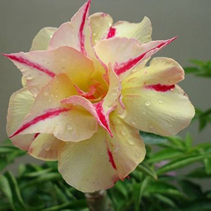 Yellow Pink Adenium Obesum Flower Seeds for Planting – Pollinator Friendly, Heirloom & Non-GMO Garden Seeds