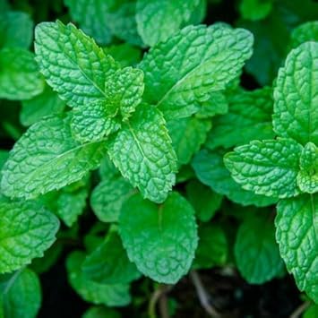 Herb Seeds,Garden seeds, Seeds For Planting,Plant Seeds