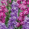 Matthiola Incana Flower Seeds – Heirloom, Non-GMO, High Germination Organic Garden Seeds for Planting Cottage Gardens
