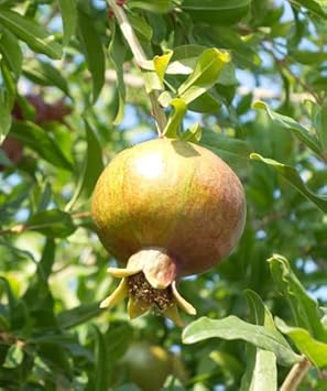Fruit Seeds,Garden seeds, Seeds For Planting,Plant Seeds
