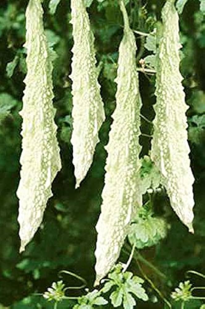 White Bitter Gourd Vegetable Seeds for Planting – Heirloom & Non-GMO Garden Seeds
