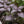 Vegetable Seeds,Garden seeds, Seeds For Planting,Plant Seeds