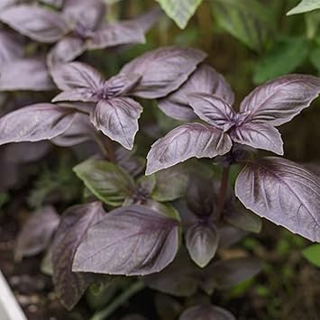 Vegetable Seeds,Garden seeds, Seeds For Planting,Plant Seeds