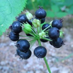 Herb Seeds,Garden seeds, Seeds For Planting,Plant Seeds