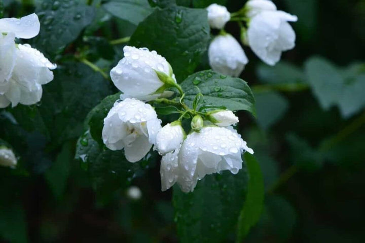 Flower Seeds, Seeds,Seeds For Planting,Plant Seeds