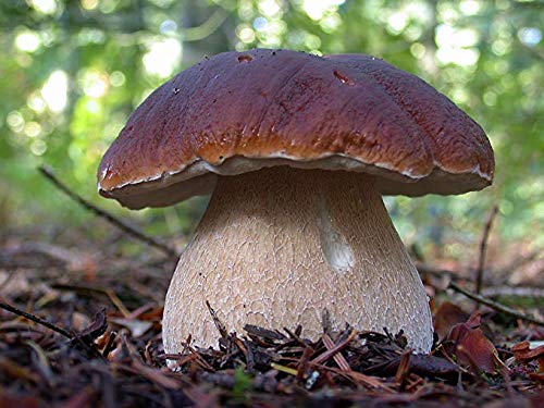 Porcini Mushroom Spores for Planting – Heirloom Non-GMO Gourmet Edible Fungi Seeds with High Germination for Organic Gardens
