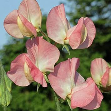 Flower Seeds, Seeds,Seeds For Planting,Plant Seeds