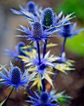 Flower Seeds, Seeds,Seeds For Planting,Plant Seeds