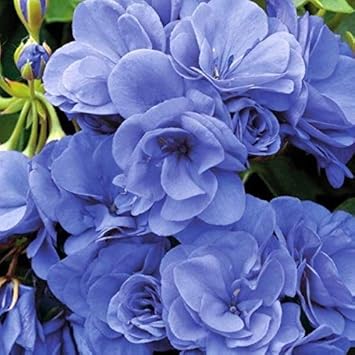 Flower Seeds, Seeds,Seeds For Planting,Plant Seeds