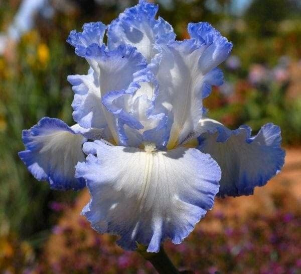 Blue White Gladiolus Flower Seeds for Planting – Heirloom, Non-GMO, High Germination Organic Garden Seeds