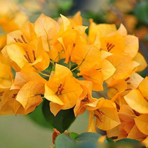 Flower Seeds, Seeds,Seeds For Planting,Plant Seeds