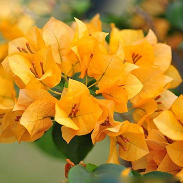 Flower Seeds, Seeds,Seeds For Planting,Plant Seeds