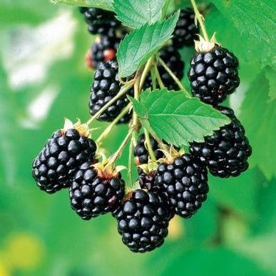 Blackberry Arapaho Seeds – Thornless, Heirloom, Non-GMO, High-Yield for Garden Planting