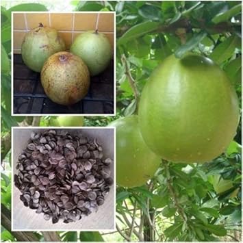 Fruit Seeds,Garden seeds, Seeds For Planting,Plant Seeds