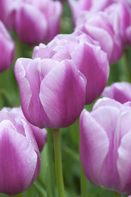 Lavender Tulip Flower Seeds for Planting – Heirloom, Non-GMO, High Germination Garden Seeds