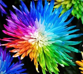 Flower Seeds, Seeds,Seeds For Planting,Plant Seeds
