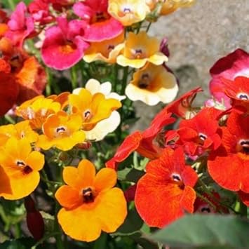 Flower Seeds, Seeds,Seeds For Planting,Plant Seeds