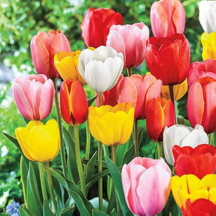 Flower Seeds, Seeds,Seeds For Planting,Plant Seeds