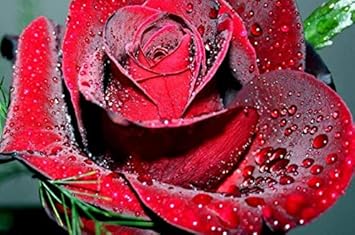 Flower Seeds, Seeds,Seeds For Planting,Plant Seeds