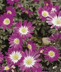 Pink Blanda Star Flower Seeds for Planting – Heirloom, Non-GMO, High Germination Organic Garden Seeds