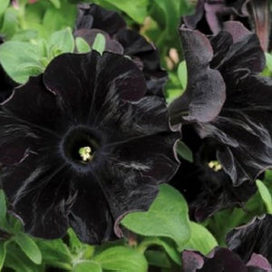 Flower Seeds, Seeds,Seeds For Planting,Plant Seeds