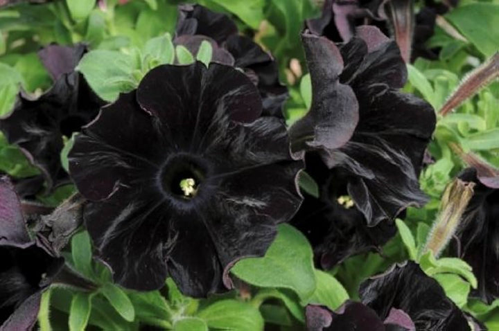 Flower Seeds, Seeds,Seeds For Planting,Plant Seeds