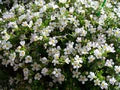 White Bacopa Flower Seeds for Planting – Heirloom, Non-GMO, High Germination Garden Seeds