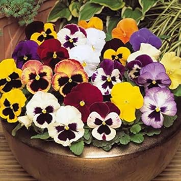 Flower Seeds, Seeds,Seeds For Planting,Plant Seeds