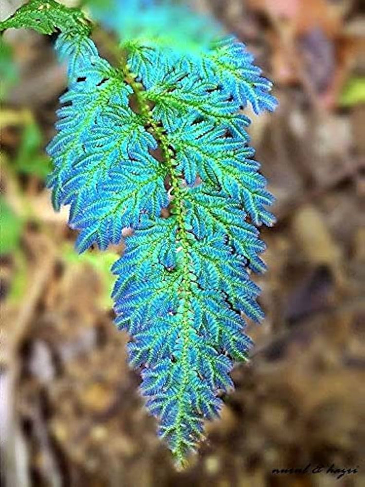Blue Green Fern Seeds for Planting – Heirloom, Non-GMO, High Germination Organic Garden Seeds