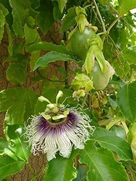 Flower Seeds, Seeds,Seeds For Planting,Plant Seeds